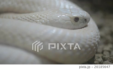 アルビノ 蛇の動画素材・映像 - PIXTA